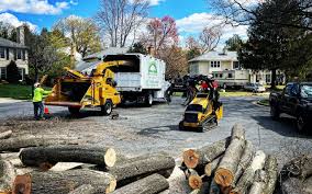 Best Tree Preservation Services  in Anza, CA